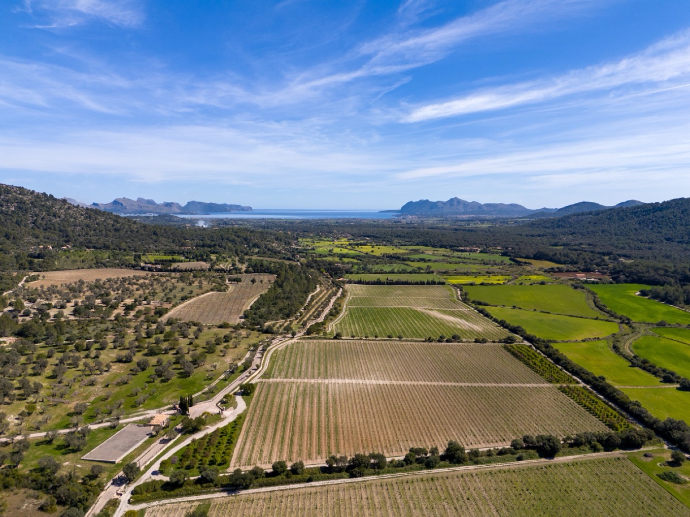 Vineyards in the north of Mallorca